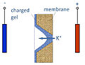 Die asymmetrische Pore lässt positive Ionen bevorzugt von rechts nach links durch.