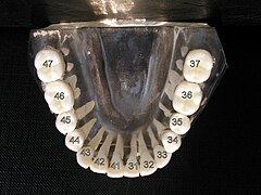 ISO notation lower jaw