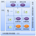 女性色盲与男性正常的子女中女孩全是携带者，男孩全是色盲