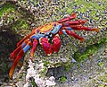 (Grapsus grapsus) Santa Cruz Island, Galapagos Islands