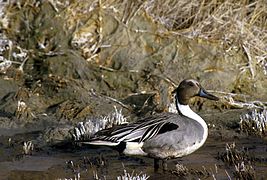 Un canard pilet sur le bord de l'eau.