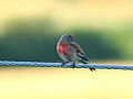 Eurasian linnet Linaria cannabina