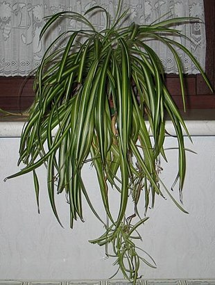 Chlorophytum comosum 'Variegatum' med småplanter.