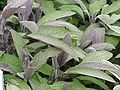 Salvia officinalis Purpurascens[2]