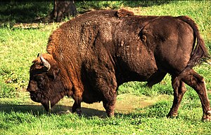 Eŭropa bizono en Białowieża