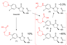 Upper left: structural formula of the unaltered linezolid molecule, with the morpholino group highlighted in red. Lower left: main carboxylic acid metabolite, accounting for 10% of an excreted dose; the morpholine ring has been cleaved at the nitrogen atom. Lower right: structural formulae of two distinct molecules, a carboxylic acid and a lactone, with an equilibrium arrow between them; this metabolite accounts for 45% of a dose. Upper right: structure of a minor carboxylic acid metabolite, which accounts for aroune 3.3% of a dose.