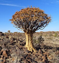 Aloidendron dichotomum