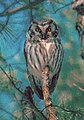 Boreal owl Aegolius funereus