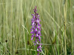 Orchis des marais.