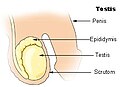 Testis