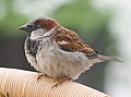 House sparrow Passer domesticus