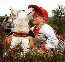 A white dog in a harness playfully nuzzles a young boy