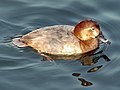 Common pochard Aythya ferina