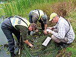 Ivadékfelmérés a Tisza-tavon 2015 őszén