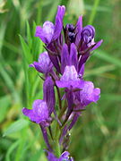 Linaria pelisseriana