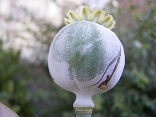 seedhead with dried brown latex