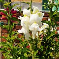 White snapdragon flower