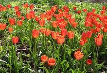 Red Tulipa gesneriana flowers