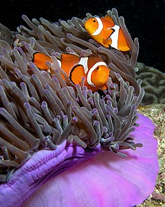 Amphiprion ocellaris (Ocellaris Clownfish)