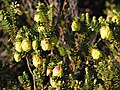 Darwinia collina (EN)