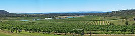 A vineyard in the Hunter Valley