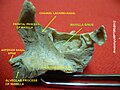 Right maxilla. Medial view.