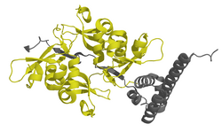 Chromobox-Homolog 1