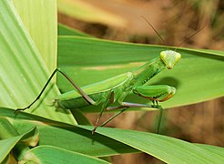 Palvetaja (Mantis religiosa)