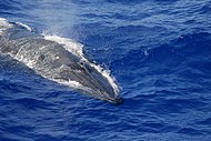 Bryde's whale (Balaenoptera brydei)