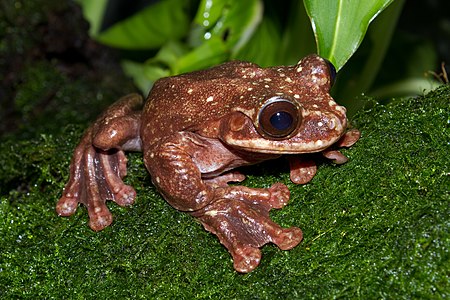 Ecnomiohyla rabborum (Rabbs' Fringe-limbed Treefrog)