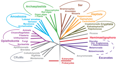 Eukaryotic tree of life showing the diversity of eukaryotic cells.