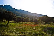 La arkeologia ejo de Troizen, Peloponezo, Grekujo