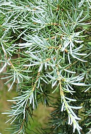 Foliage of subsp. grandicona