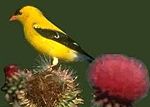 A goldfinch, bright yellow with black cap and wings, poses atop thistle blossoms.