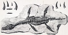 Illustration du spécimen holotype, NHMUK PV OR 38525 (anciennement BMNH 38525), daté de 1870