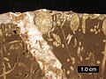 Cross-section of a Jurassic rockground; borings include Gastrochaenolites (some with boring bivalves in place) and Trypanites; Mendip Hills, England; scale bar = 1 cm.