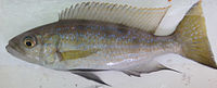 Perissodus microlepis