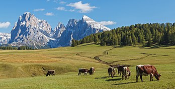 Vaches sur l'Alpe de Siusi, devant le groupe du Sassolungo, dans le Trentin-Haut-Adige. (définition réelle 4 736 × 2 416)