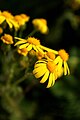 Senecio vernalis