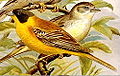 Black-headed bunting Emberiza melanocephala