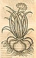 Hortus sanitatis 1491