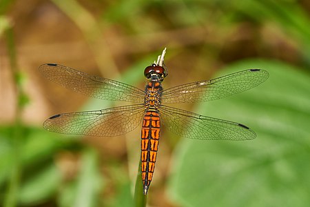 Lyriothemis acigastra