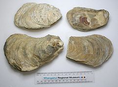 Crassostrea ingens (fossile, renommé en Magallana ingens (Zittel, 1865) †)[11]