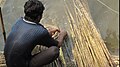 La fibre de jute est extraite de la tige des plantes de jute rouies.