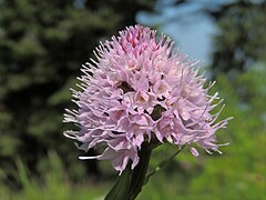 Orhidee globulară (Traunsteinera globosa)