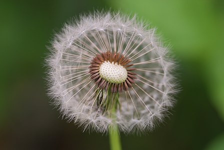 Seeds of Taraxacum officinale