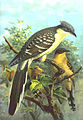 Great spotted cuckoo Clamator glandarius