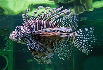 Une rascasse volante (Pterois volitans). (définition réelle 2 000 × 1 358)