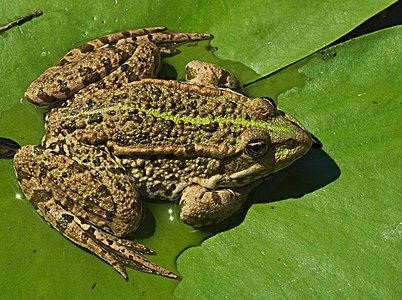 Pelophylax ridibundus (Marsh frog)