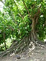 Jagüey (Ficus citrifolia)